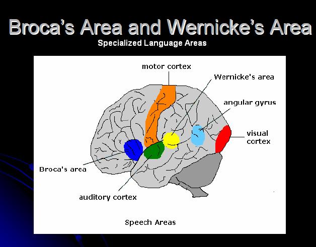 Brain languages. Broca s area and Wernicke s area. Broca's area Wernicke's area. Visual Cortex. Модель Вернике Гешвинда.